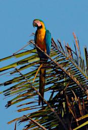 Tambopata Bird Blue Yellow Macaw P9300858