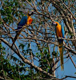Tambopata Bird Blue Yellow Macaw P9300888