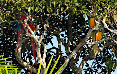 Tambopata Bird Macaws P9300901