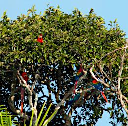 Tambopata Bird Macaws P9300906