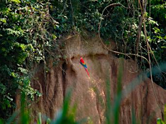 Tambopata Lick Bird Scarlet Macaw P9300936