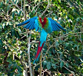 Tambopata Bird Red Green Macaw P9300968