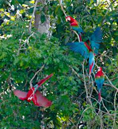 Tambopata Bird Macaws P9300978