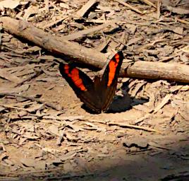 Tambopata Butterfly Xxx Orange Black P9300979