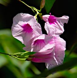 Tambopata Flower Xxx White Pink P9301010