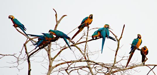 Tambopata Bird Blue Yellow Macaws PA011091