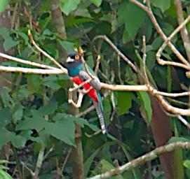Tambopata Bird Blue Crowned Trogon PA011101