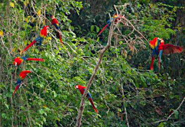 Tambopata Bird Scarlet Macaws PA011118