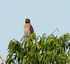 Tambopata Bird Roadside Hawk PA011138