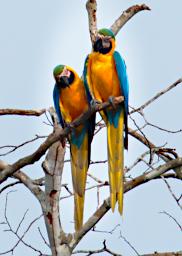 Tambopata Bird Blue Yellow Macaws PA011157
