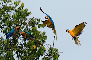 Tambopata Bird Blue Yellow Macaws PA011163