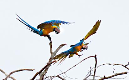 Tambopata Bird Blue Yellow Macaws PA011178