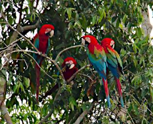 Tambopata Bird Blue Green Macaws PA011213