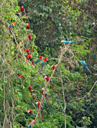 Tambopata Bird Macaws PA011224