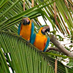 Tambopata Bird Blue Yellow Macaws PA011262