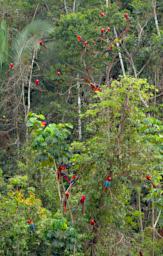 Tambopata Bird Macaws PA011277