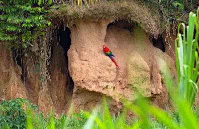 Tambopata Lick Bird Scarlet Macaw PA011282