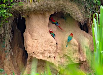 Tambopata Lick Bird Macaws PA011285