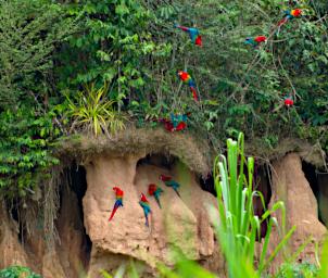 Tambopata Lick Bird Macaws PA011292
