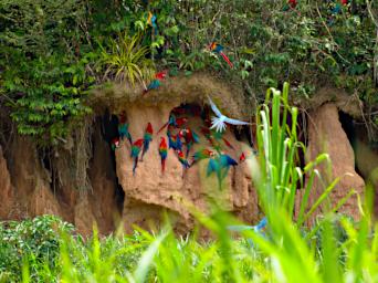 Tambopata Lick Bird Macaws PA011300