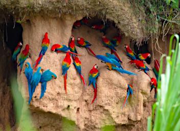 Tambopata Lick Bird Macaws PA011326