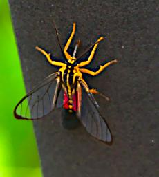 Tambopata Bug Xxx Red Yellow Black PA011358