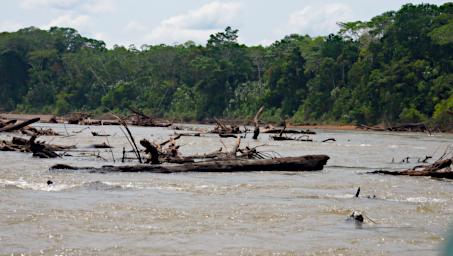 Tambopata River Logs PA011374