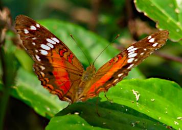 Tambopata Butterfly Xxx Orange PA011394