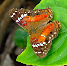 Tambopata Butterfly Xxx Orange Brown White PA011417