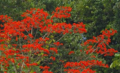 Tambopata Flower Xxx Orange