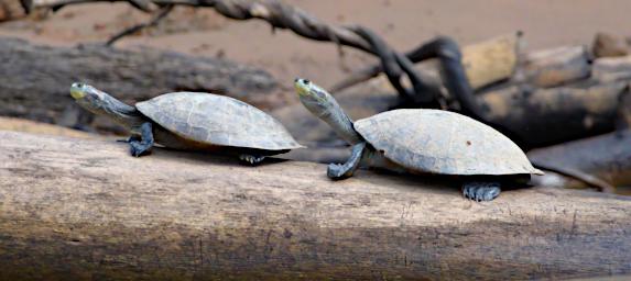 Tambopata Yellow Spotted Side Necked Turtle
