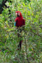 Red Green Macaw
