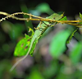 Tambopata Lizard