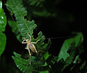 Tambopata Grasshopper