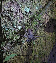 Tambopata Spider