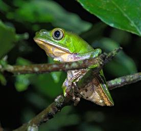 Tambopata Frog