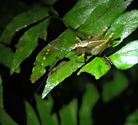 Tambopata Grasshopper