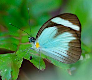 Tambopata Butterfly Xxx White Black Orange