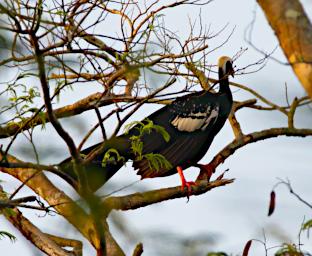 Blue Throated Piping Guan