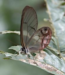 Tambopata Butterfly Blushing Phantom Cithaerias Pireta