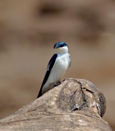 White Winged Swallow