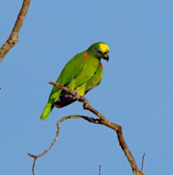 Yellow Crowned Parrot