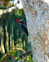 Crimson Crested Woodpecker