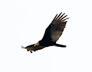 Greater Yellow Headed Vulture
