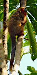 Tambopata Red Howler Monkey