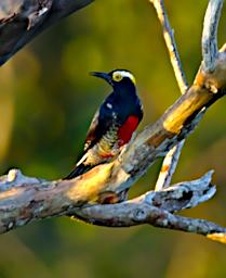 Yellow Tufted Woodpecker