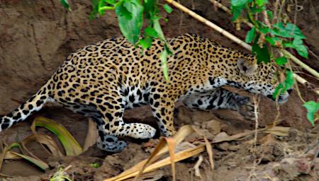 Tambopata Jaguar