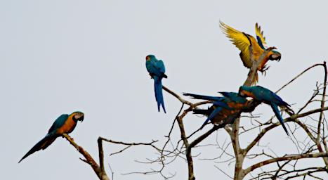Blue Yellow Macaw