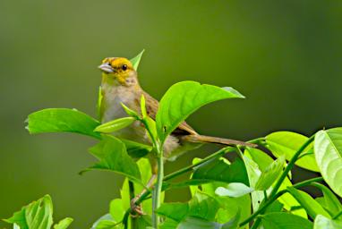 Yellow Browed Sparrow