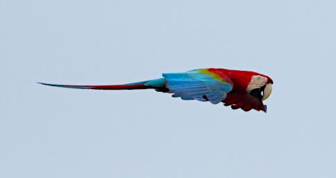 Red Green Macaw